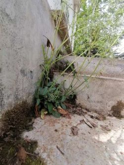 向陽(yáng)而生的種子2